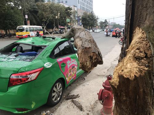 Cành cây gãy đỗ đè bẹp chiếc taxi, tài xế cùng hành khách thoát chết trong gang tấc