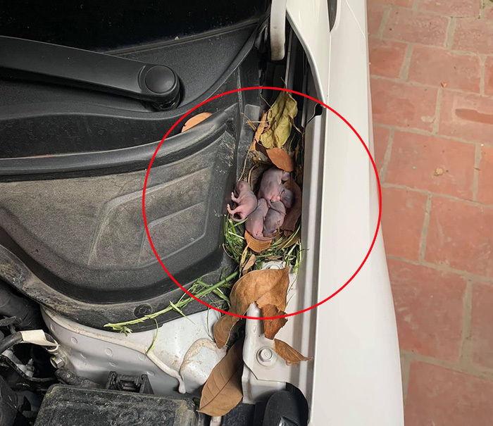 Covid và cảnh đau xót khi vợ hai bị bỏ bê tới mốc meo :(