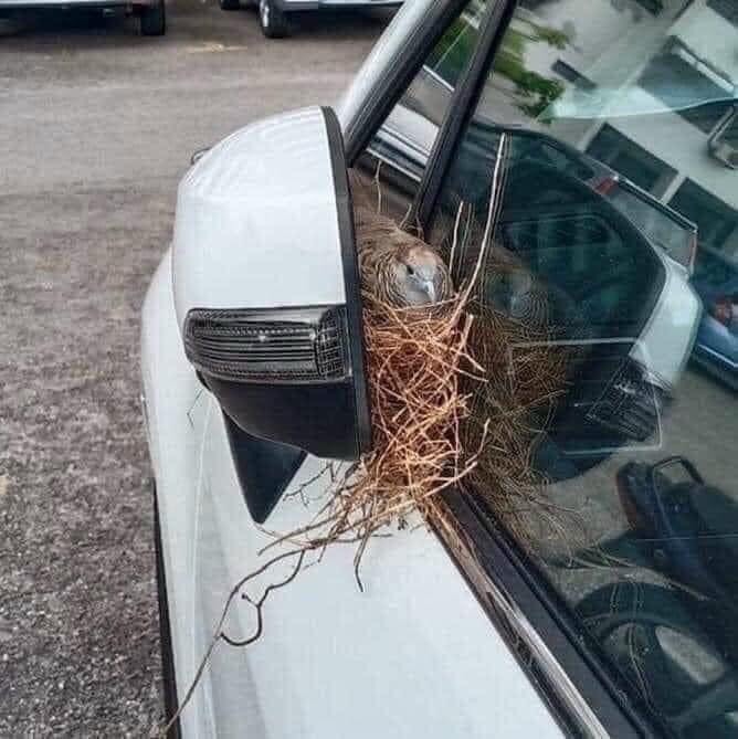 Covid và cảnh đau xót khi vợ hai bị bỏ bê tới mốc meo :(